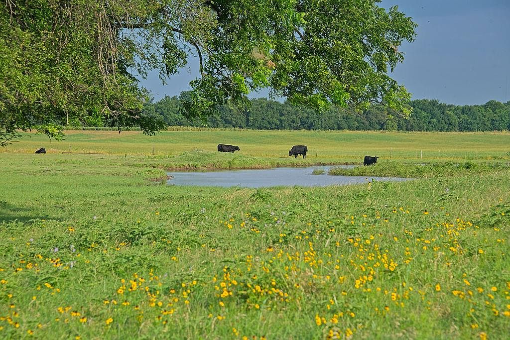 Black cattle grazing in lush pasture with yellow wildflowers and a small pond on the eastern pasture