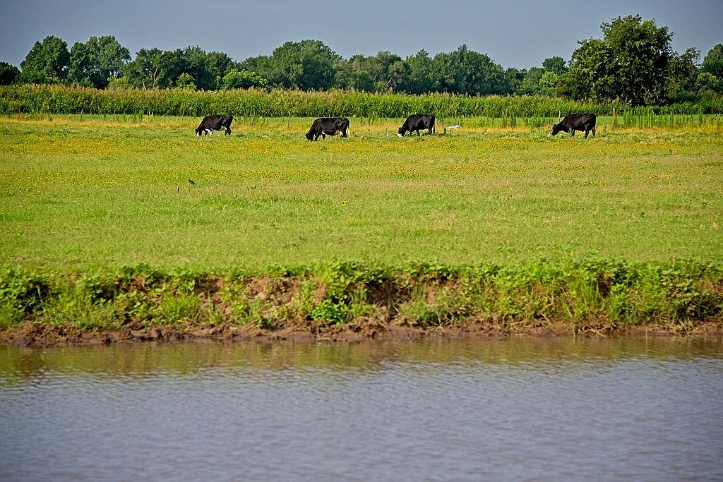 Wide pasture with grazing cattle and a creek in the foreground above the North Canadian River bottom