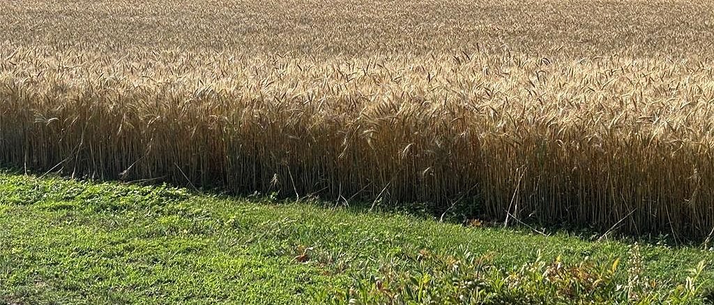 Tight detail of golden wheat heads with a green grass strip at 6001 N Midwest Blvd