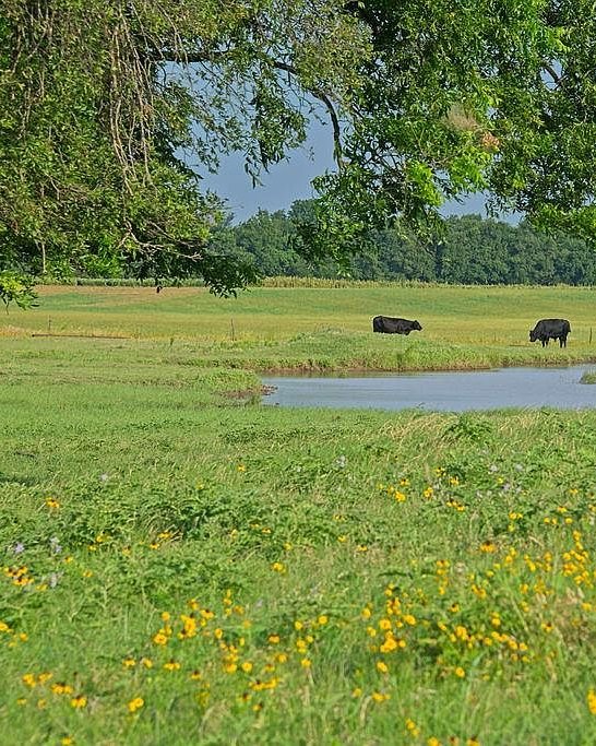 Vertical detail of cattle beside a pond ringed with yellow wildflowers