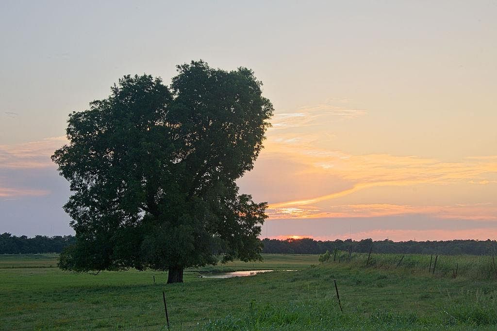 A solitary oak silhouetted against an Oklahoma sunset over the river-bottom pasture at 6001 N Midwest Blvd